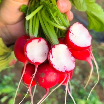 🔥 50% de Réduction 🎁Graines de Radis Rouge