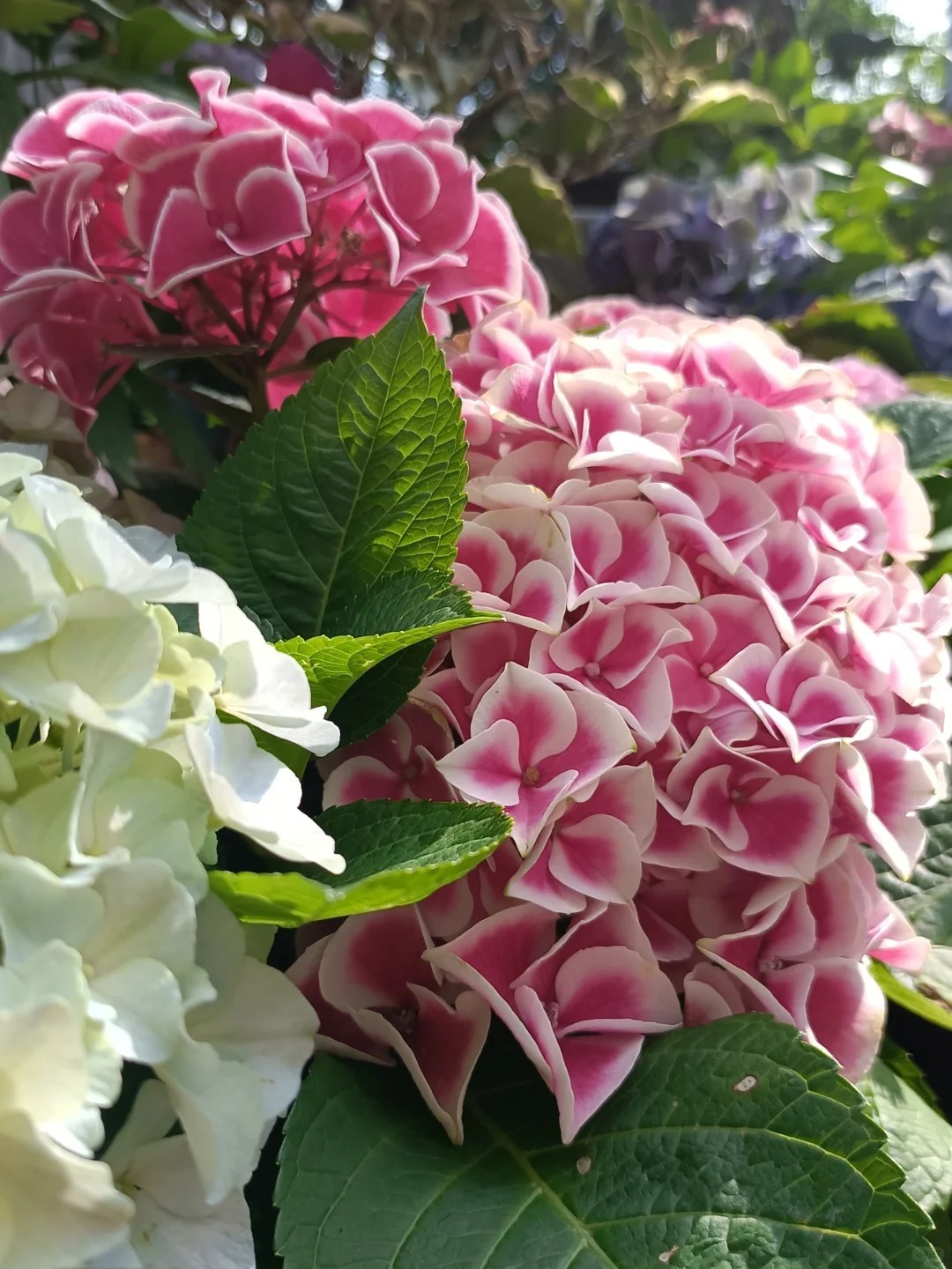 🔥50% de Réduction 🎁Graines d'hortensia