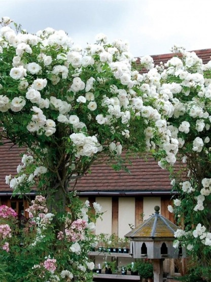 Graines de Rosiers Grimpants