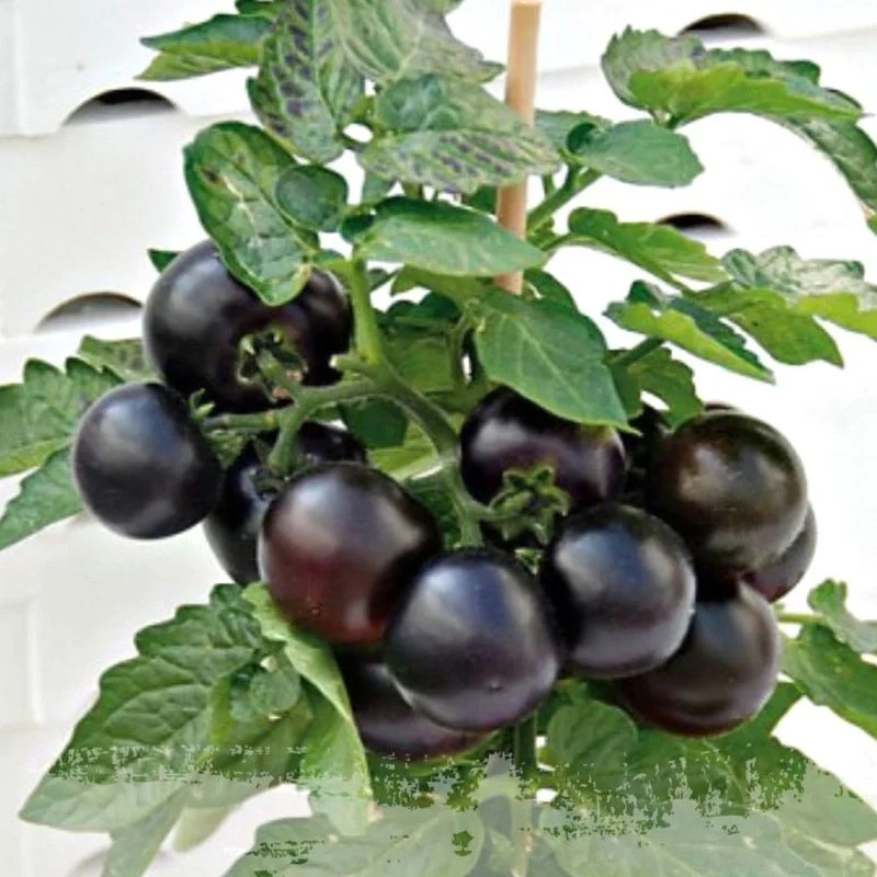 🎁💥Graines de Tomate Cerise "Collation de minuit"