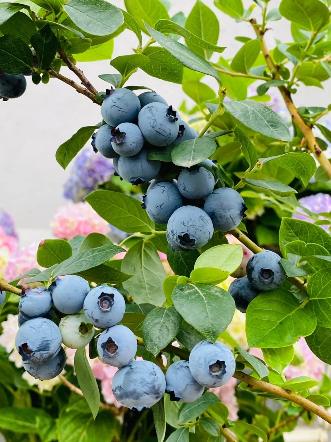 🔥30% de Réduction🫐🫐Graines de Bleuets En Pot