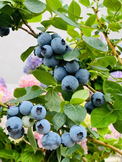 🔥30% de Réduction🫐🫐Graines de Bleuets En Pot