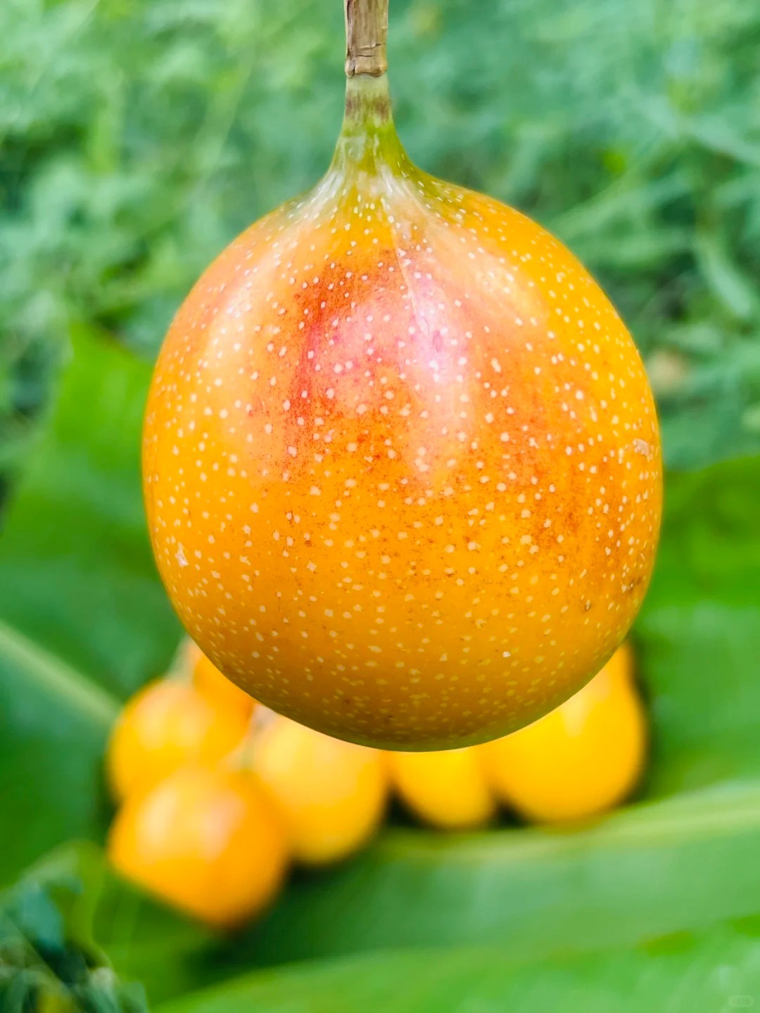 🔥50% de Réduction🎁🥭Graines de Fruit de la Passion Colombien🥭