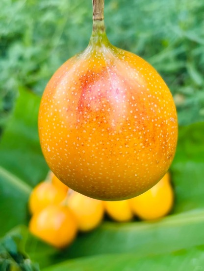 🔥50% de Réduction🎁🥭Graines de Fruit de la Passion Colombien🥭