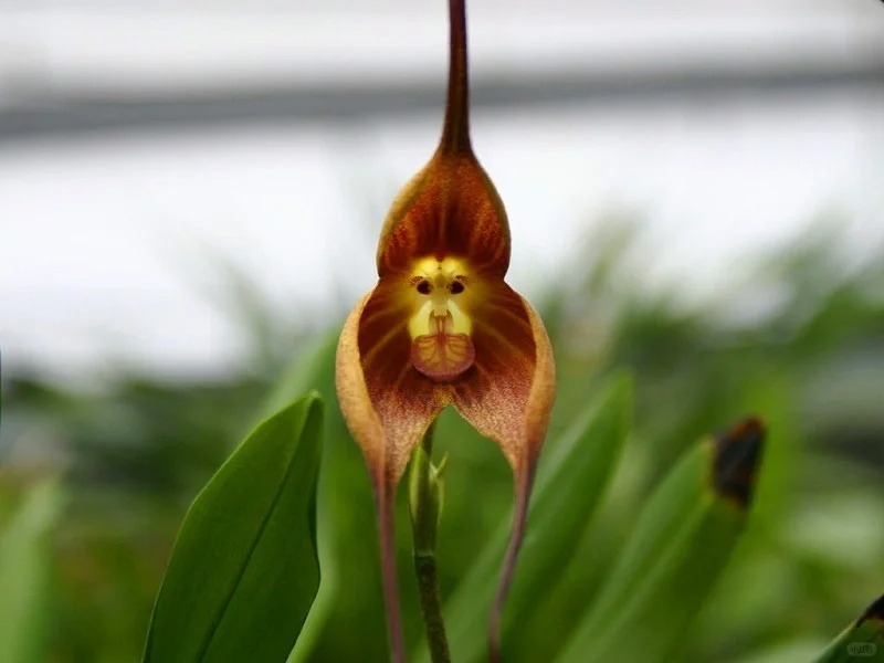 Graines Le Singe Orchidée