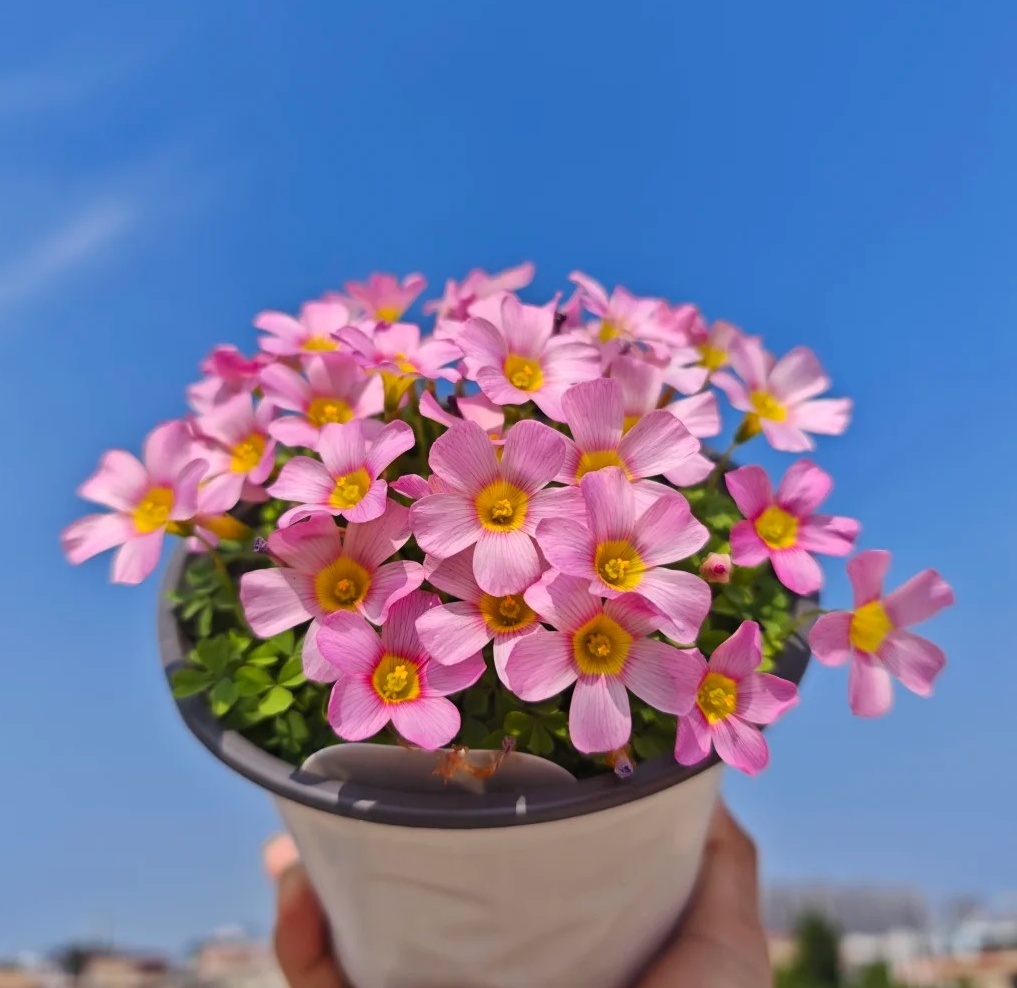 🌿 Bulbes d'Oxalis - Des Bijoux Végétaux pour Votre Intérieur !