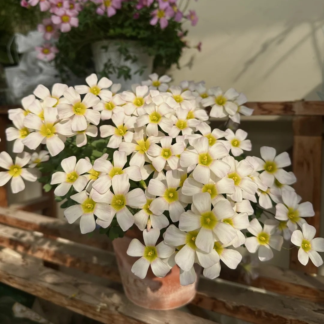 🌿 Bulbes d'Oxalis - Des Bijoux Végétaux pour Votre Intérieur !