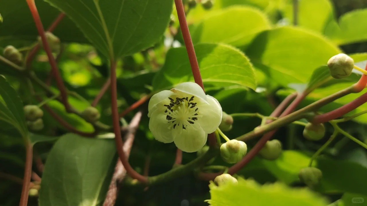 🎁50% de réduction🔥🥝Graines de Kiwaï