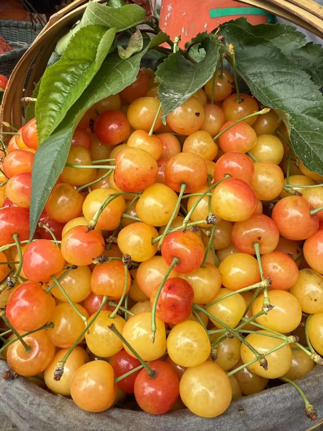 🍒 Graines de Cerisier Jaune Juteuses à Chair Éclatante
