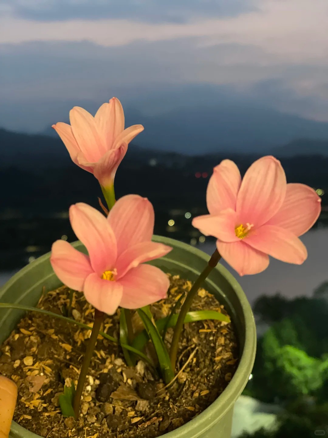 Wind And Rain Orchid Seed Bulbs