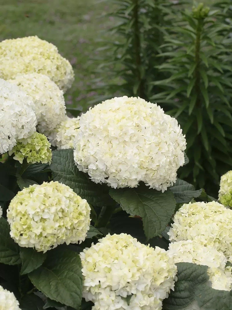 🔥50% de Réduction 🎁Graines d'hortensia