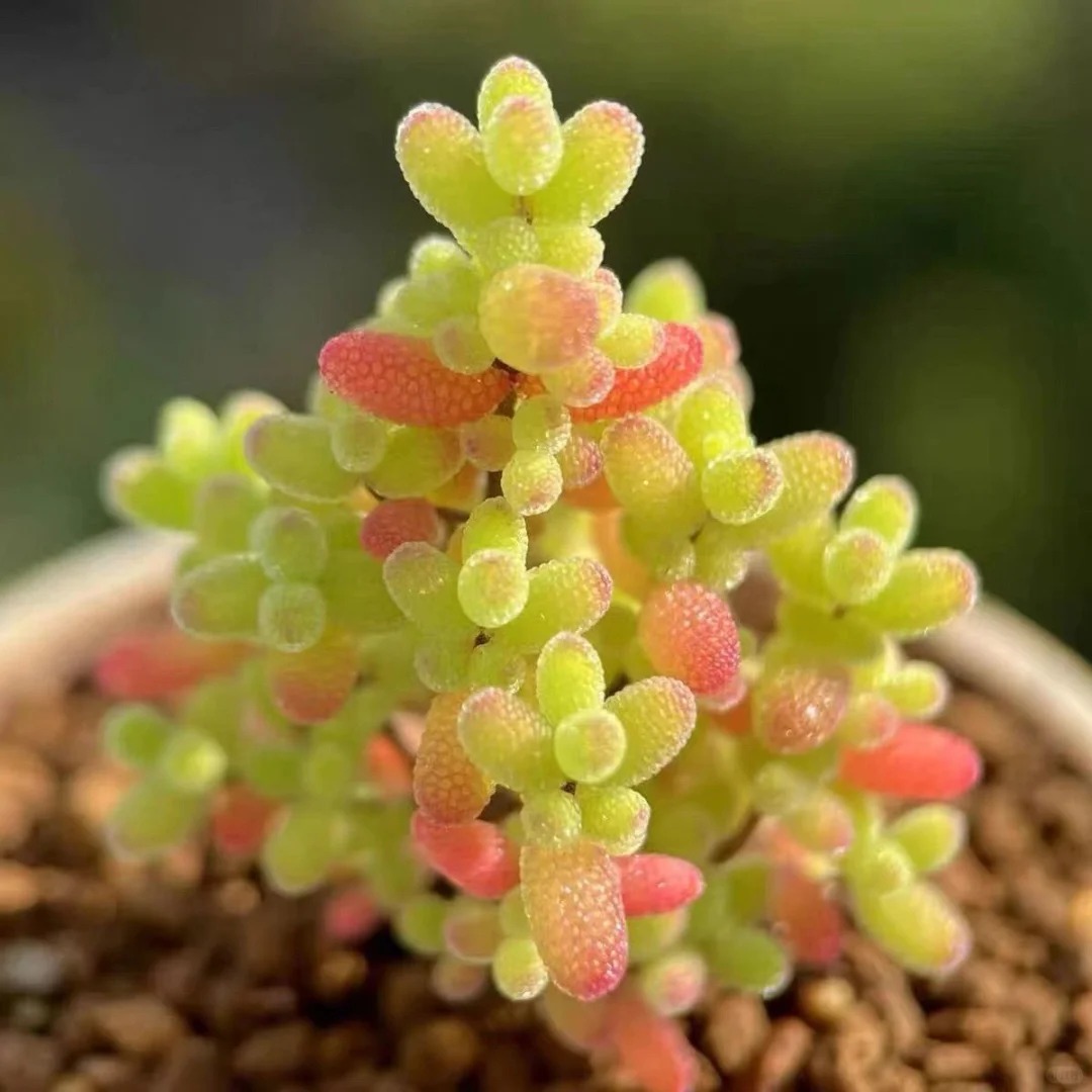 🍬Graines de Drosanthemum Globuleux