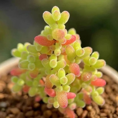 🍬Graines de Drosanthemum Globuleux