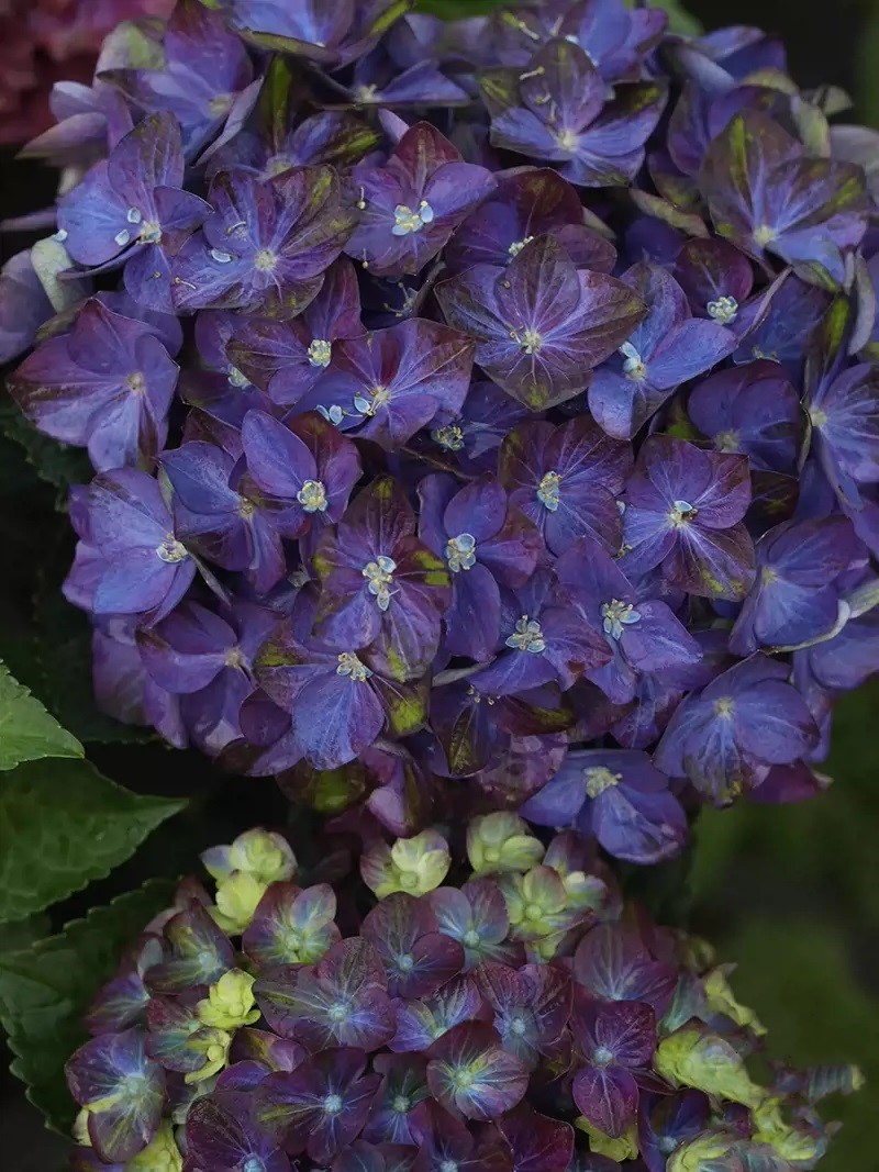 🔥50% de Réduction 🎁Graines d'hortensia