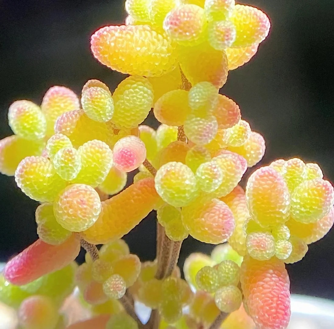 🍬Graines de Drosanthemum Globuleux