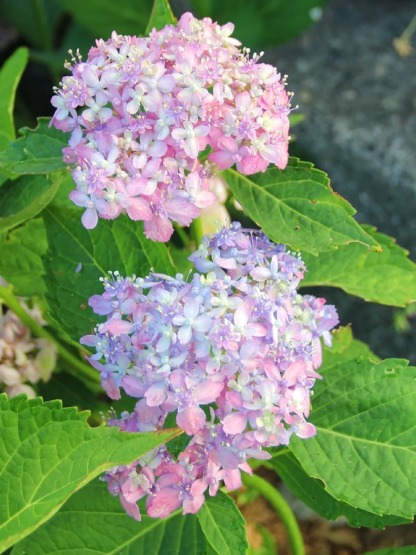 🔥50% de Réduction 🎁Graines d'hortensia