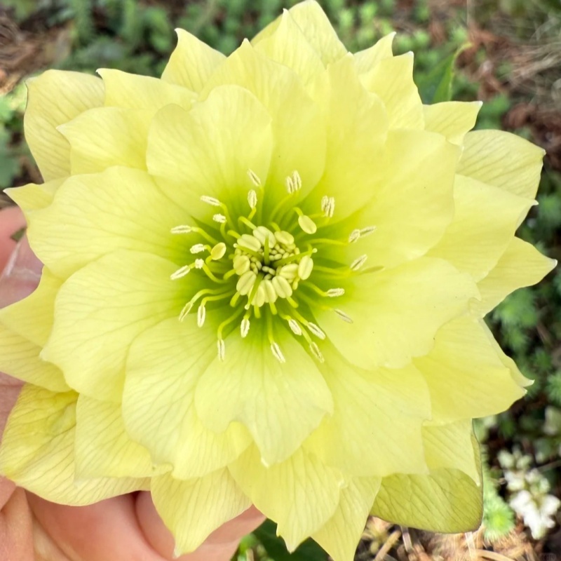 🌷Graines d’Ellébore (Rose de Noël) | Des fleurs résistantes au froid illuminent votre jardin d’hiver