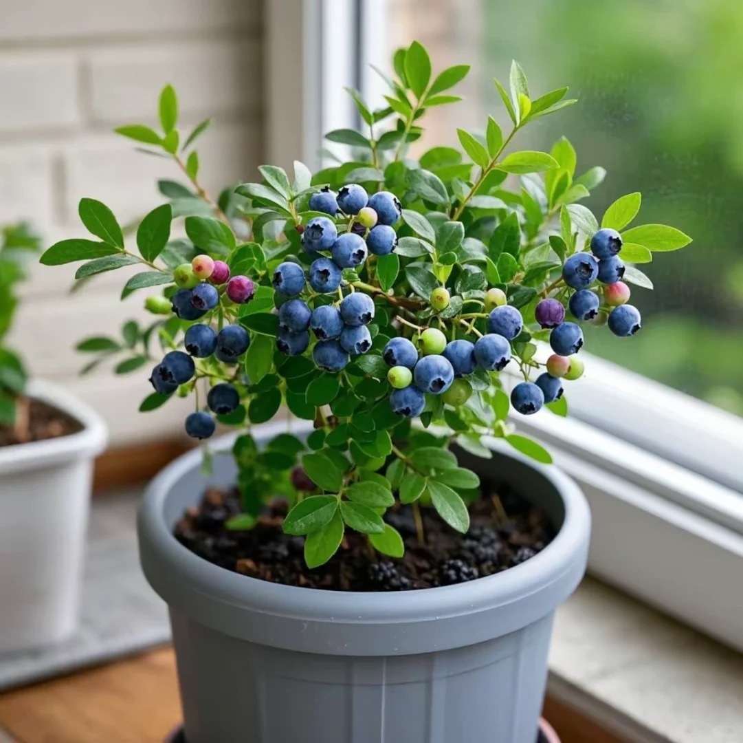 🌱 Graines de Myrtilles en Pot : Cultivez Votre Récolte Gourmande ! ✨