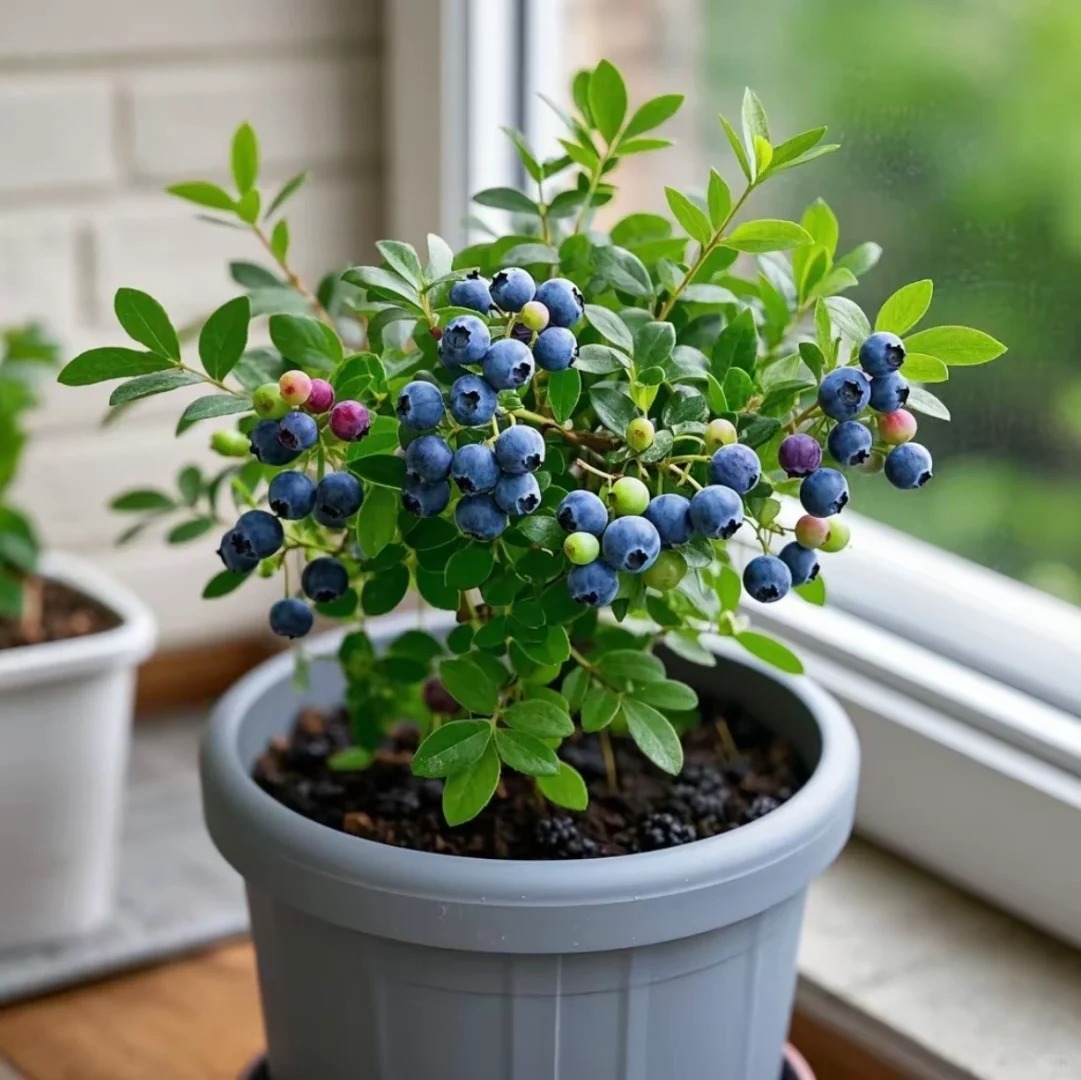 🌱 Graines de Myrtilles en Pot : Cultivez Votre Récolte Gourmande ! ✨