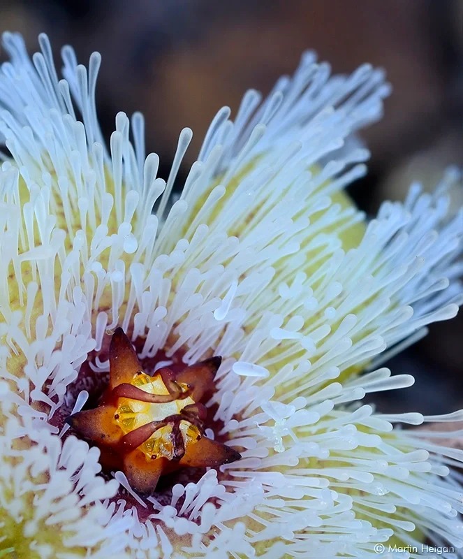 Graines rares de "cactus" - Stapelia glanduliflora