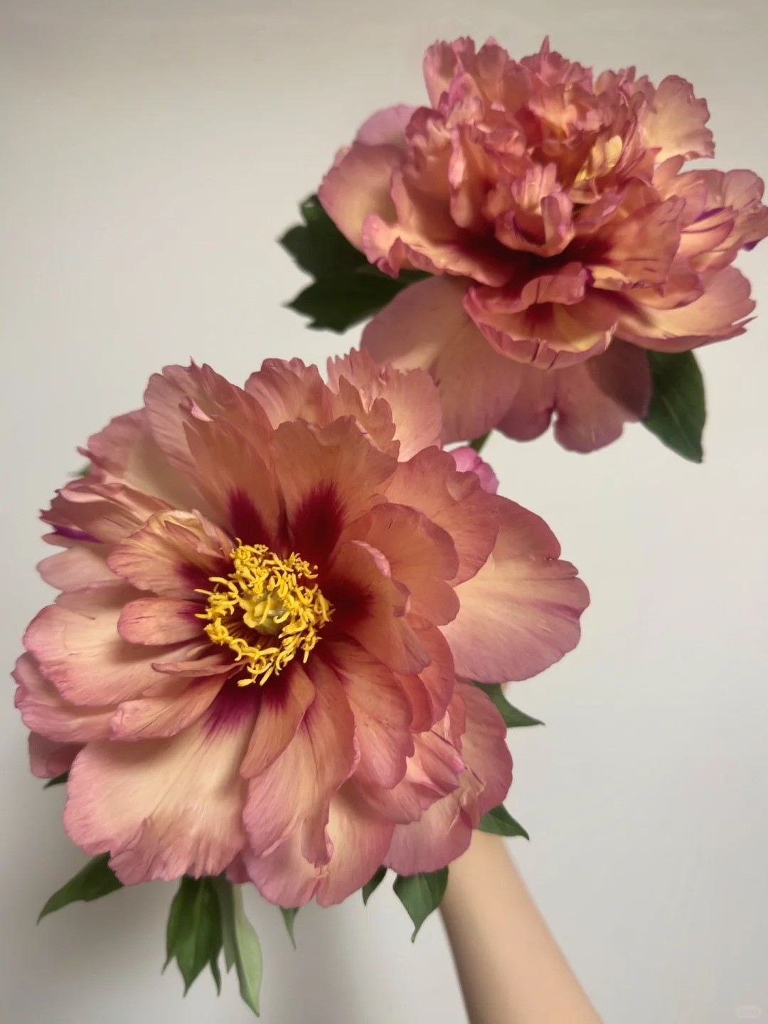 🔥50% de Réduction 🎁Le Roi des Fleurs - La Pivoine