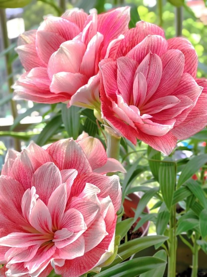 ✨ Éclosion Royale - Bulbes d'Amaryllis Magiques 🌷