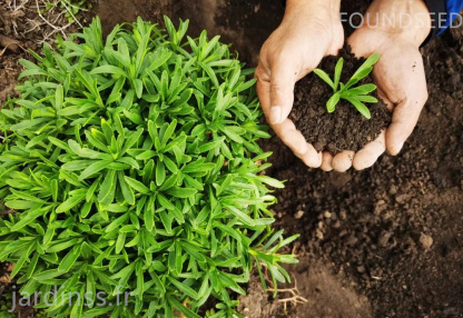 🎁30% de Réduction🌿Graines De Phedimus aizoon