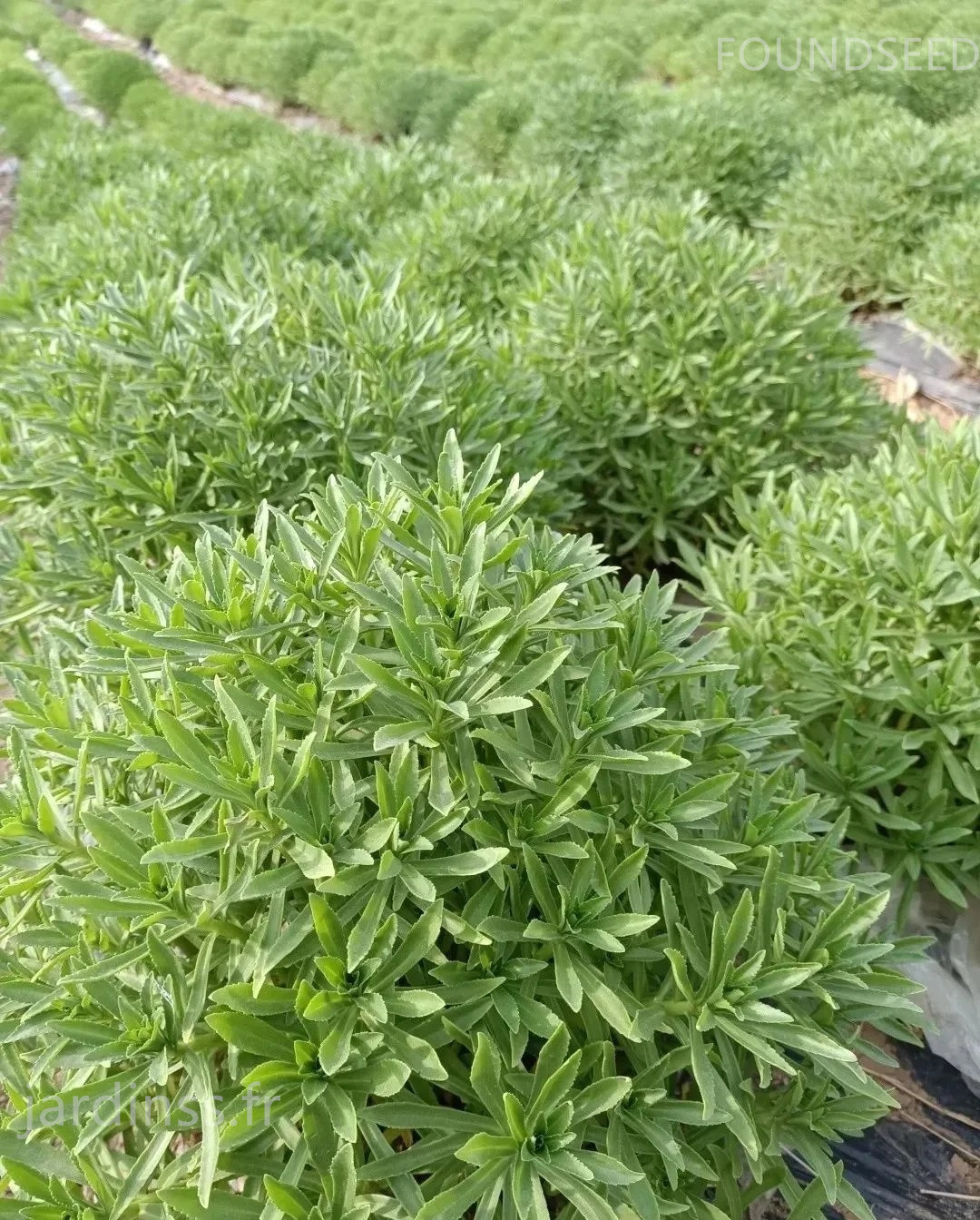 🎁30% de Réduction🌿Graines De Phedimus aizoon