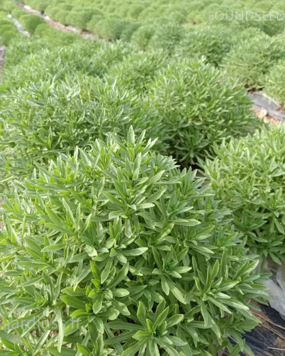 🎁30% de Réduction🌿Graines De Phedimus aizoon