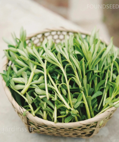 🎁30% de Réduction🌿Graines De Phedimus aizoon