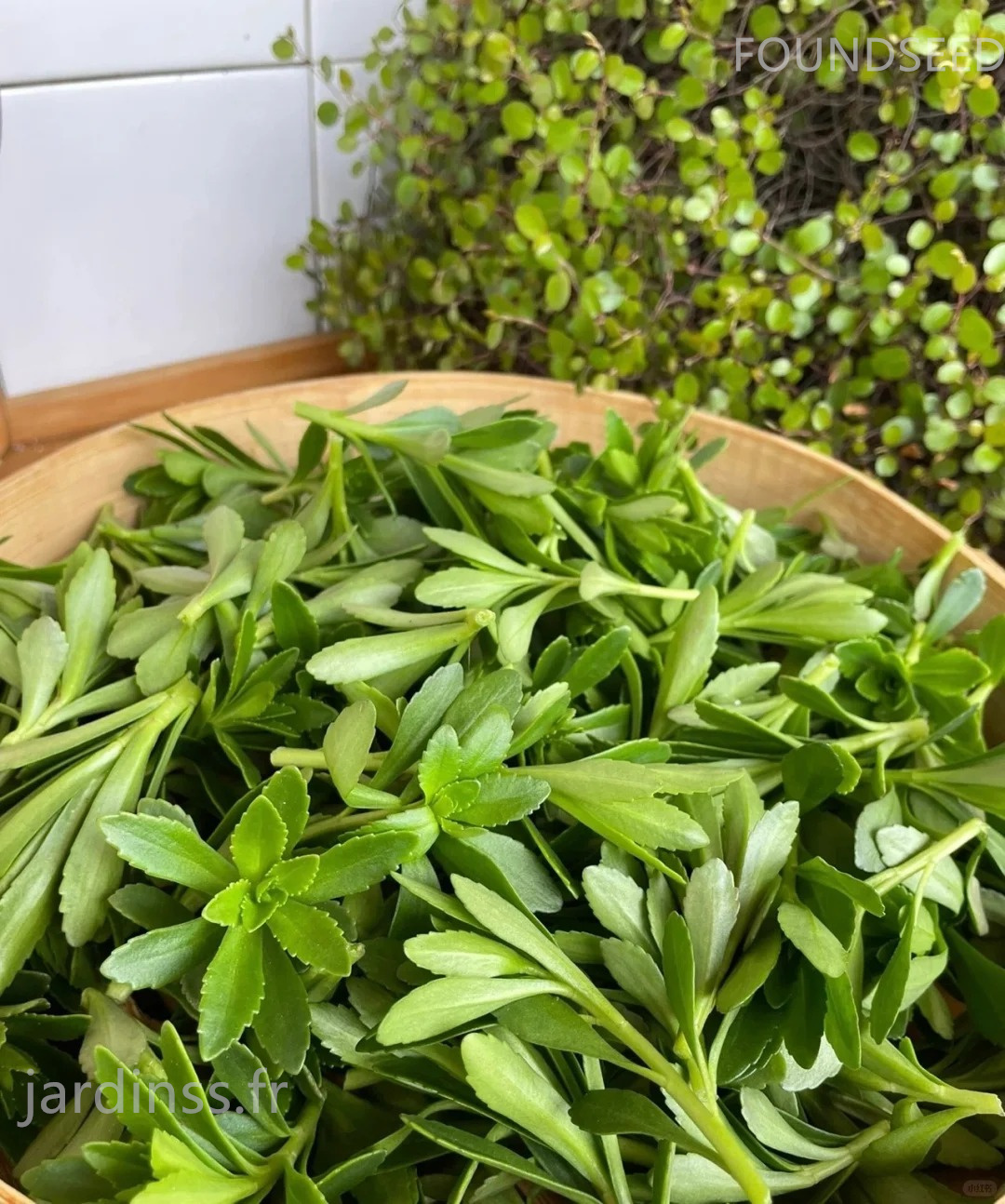 🎁30% de Réduction🌿Graines De Phedimus aizoon