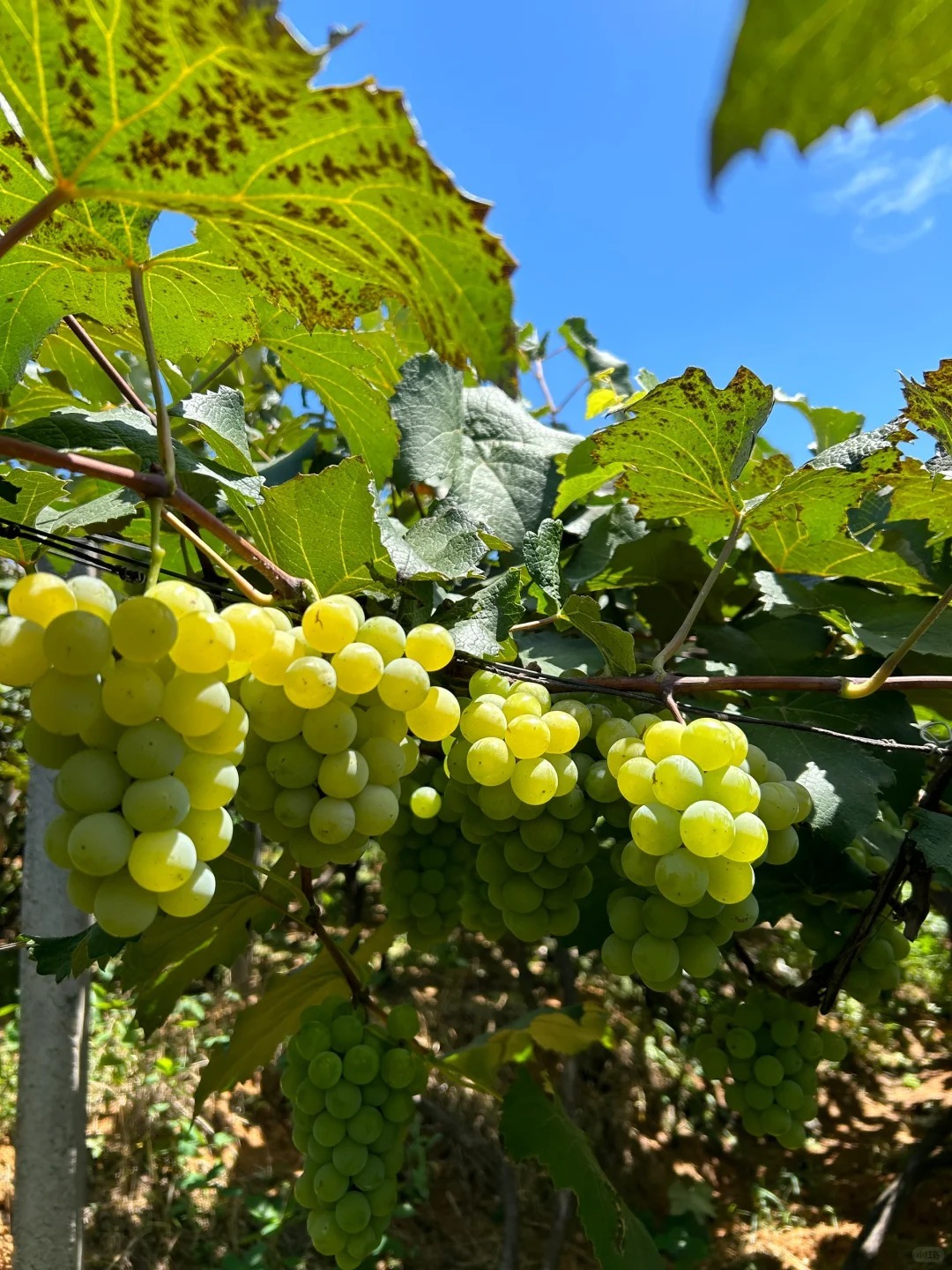 Raisins beauté romantique