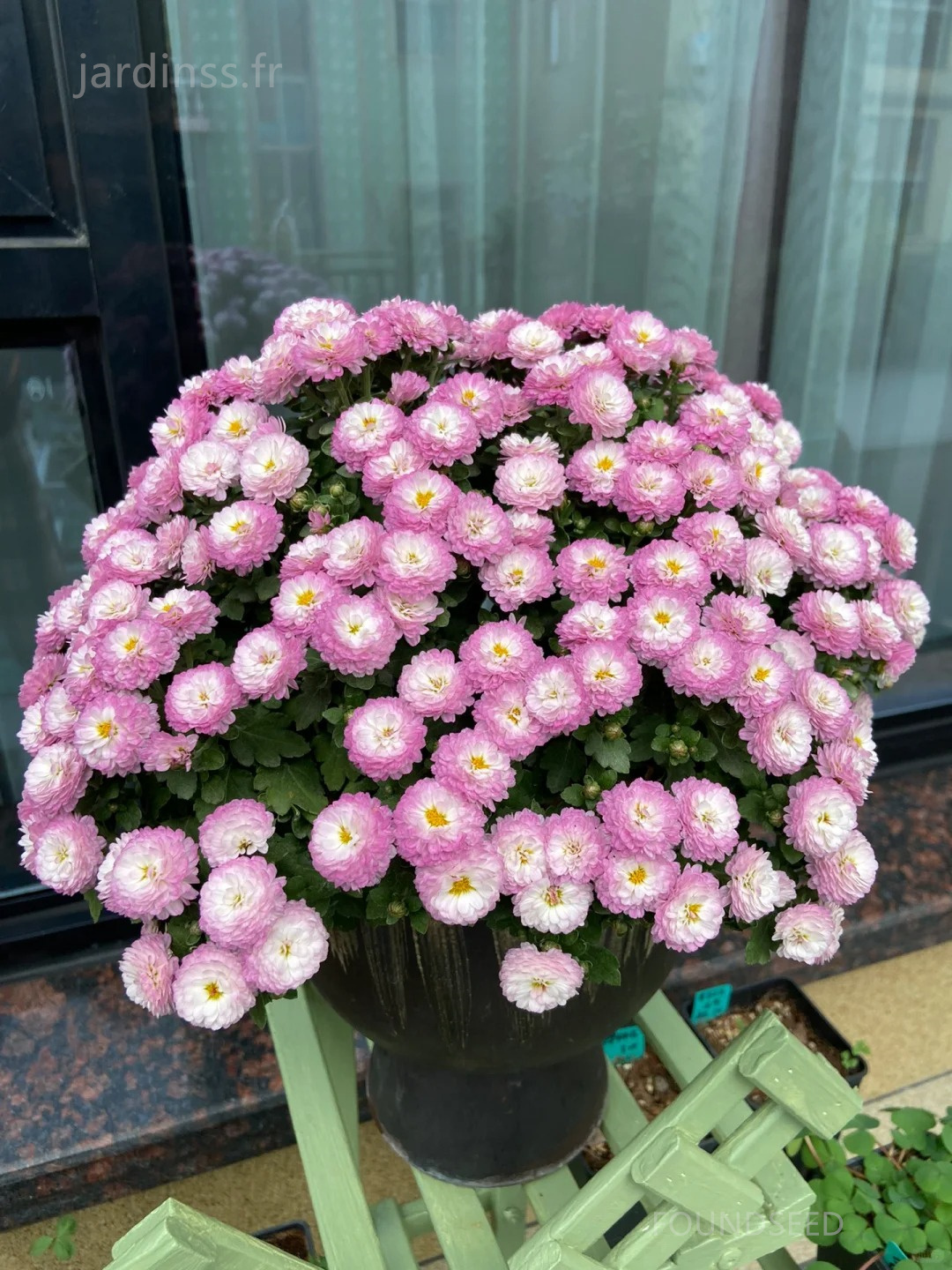 🔥30% de Réduction🌼Graines de Chrysanthème bonbon