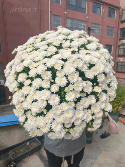 🔥30% de Réduction🌼Graines de Chrysanthème bonbon