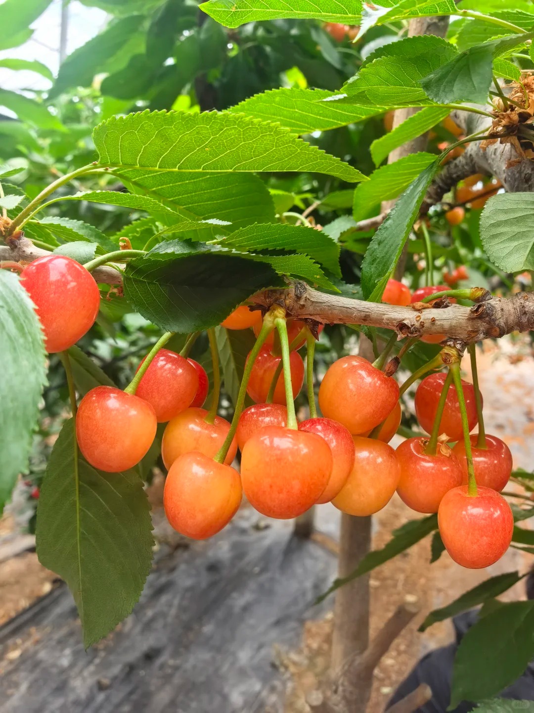 🍒 Graines de Cerisier Jaune Juteuses à Chair Éclatante