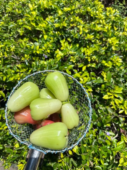🌸 Graines de Jambose (Pomme Rose) - L'Exotisme à Portée de Main