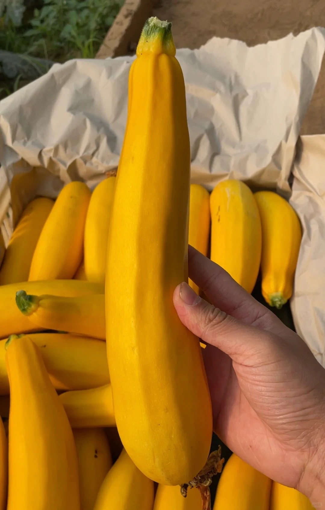 🔥50% de Réduction 🎁⏰Graines De Courgette Banane