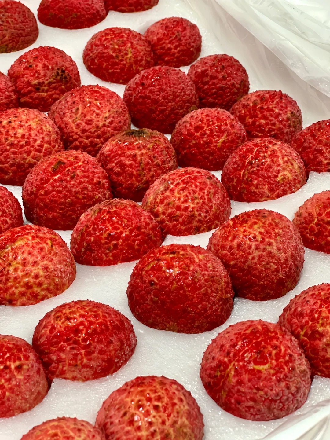 🌸 Plants de Litchi Sans Noyau - L'Excellence Ultime en Horticulture