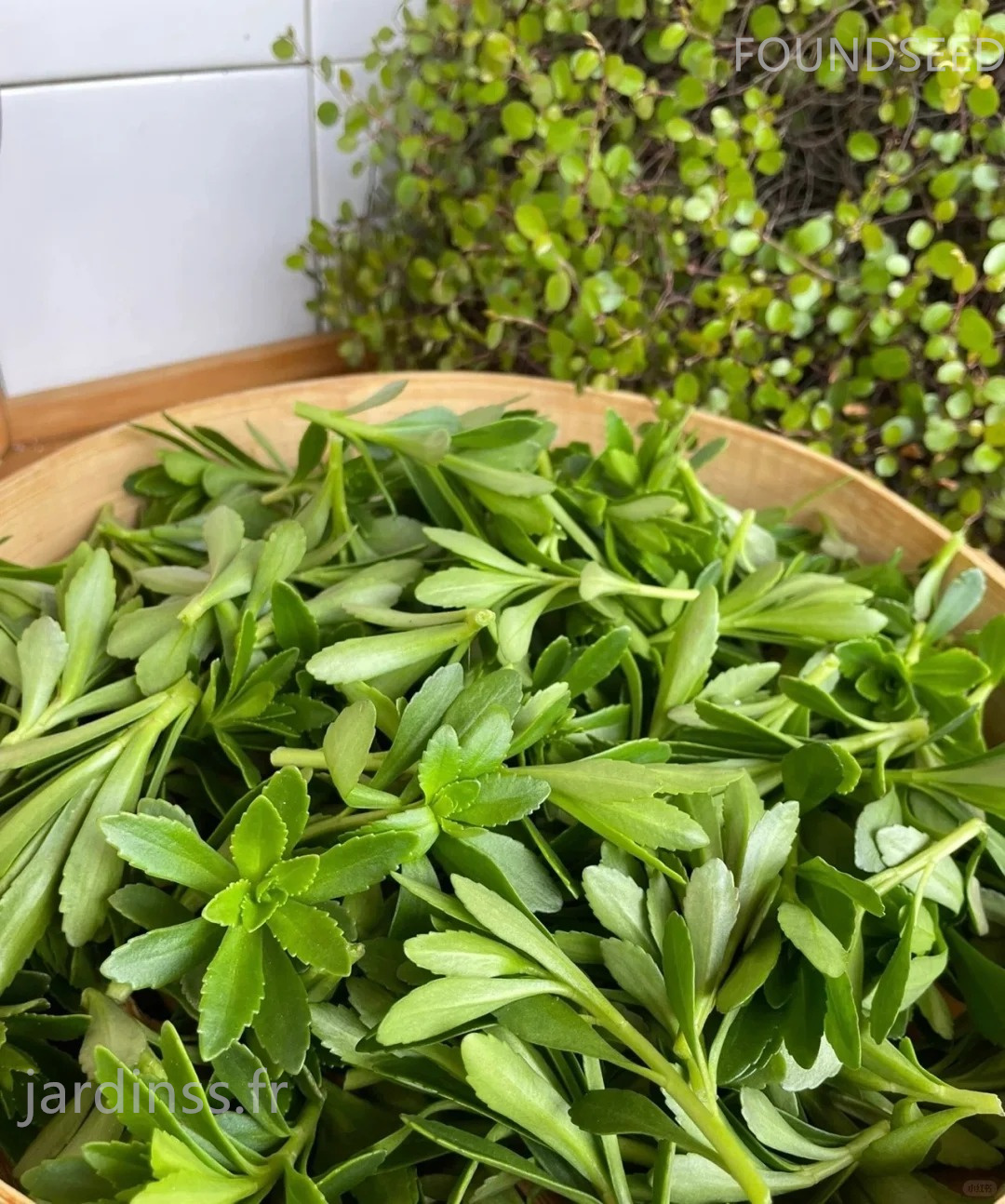 🎁30% de Réduction🌿Graines De Phedimus aizoon