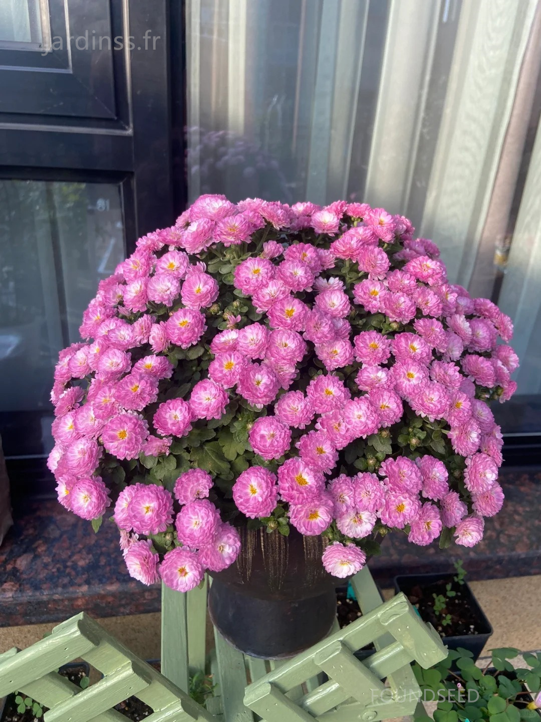 🔥30% de Réduction🌼Graines de Chrysanthème bonbon