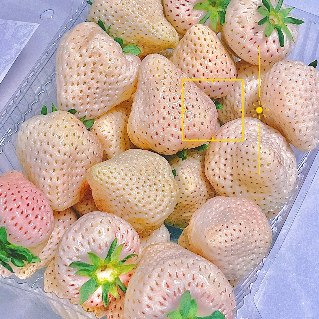 La Perle Blanche des Jardins Français