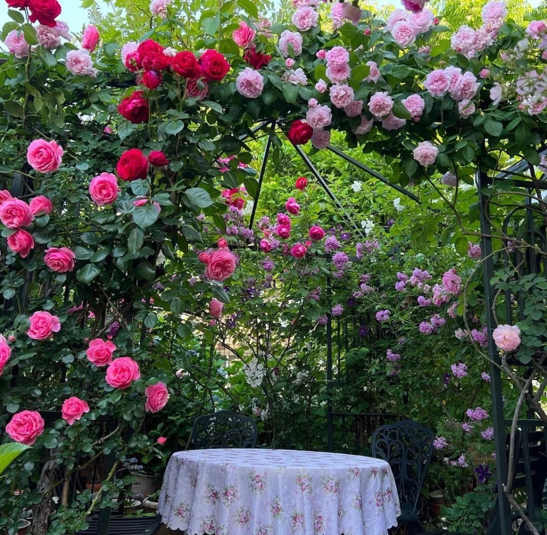 🎁30% de Réduction 🌸 🌸Graines de Rosiers Grimpants