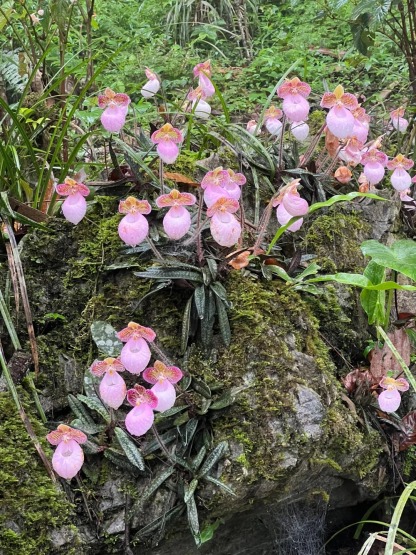 🌈Paphiopedilum micranthum - La Fleur de Vénus