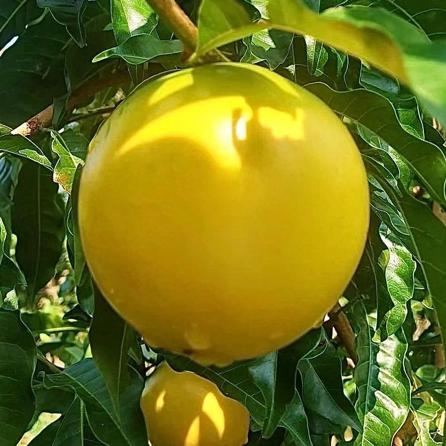 🔥50% de Réduction 🥭🥭Graines de Fruit d'Or - Fruit Abiu - Pouteria caimito