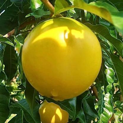 🔥50% de Réduction 🥭🥭Graines de Fruit d'Or - Fruit Abiu - Pouteria caimito