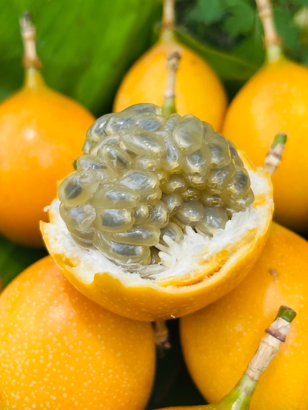 🔥50% de Réduction🎁🥭Graines de Fruit de la Passion Colombien🥭