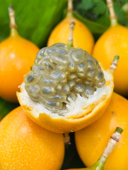 🔥50% de Réduction🎁🥭Graines de Fruit de la Passion Colombien🥭