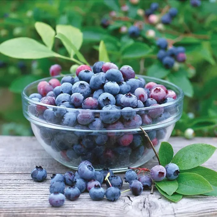 🌱 Graines de Myrtilles en Pot : Cultivez Votre Récolte Gourmande ! ✨