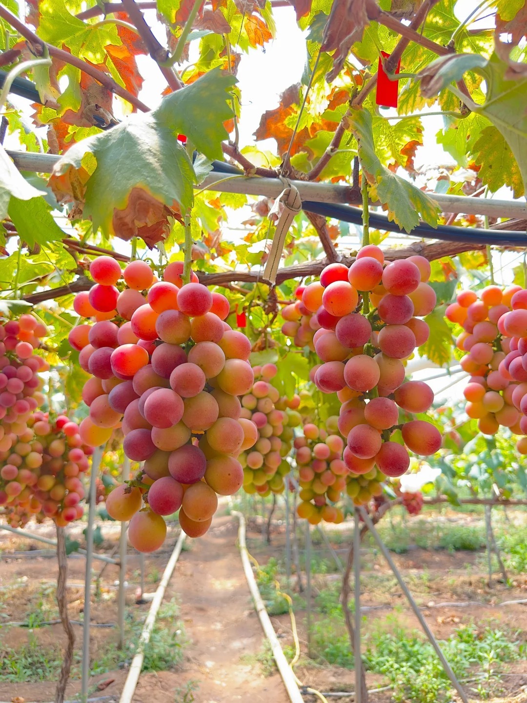 🍇Graines de Raisin Reine Nina