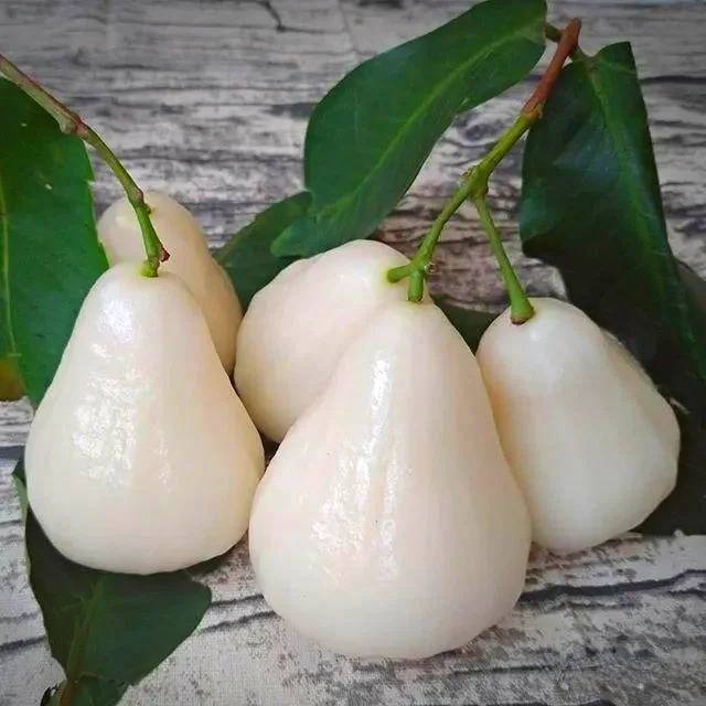 🌸 Graines de Jambose (Pomme Rose) - L'Exotisme à Portée de Main